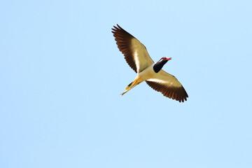 Red-wattled lapwing bird flying in the sky.