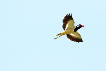 Red-wattled lapwing bird flying in the sky.