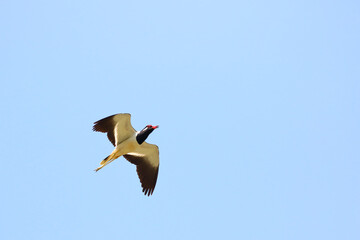 Red-wattled lapwing bird flying in the sky.