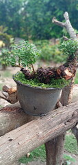 tree in a pot