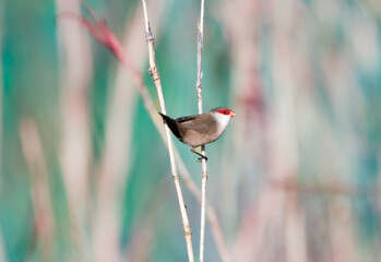 Common Waxbill bird,  Estrilda astrild, perched in the tall reeds in a meadow in Trinidad, West...