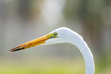 Closeup headshot of a Great Egret bird, Ardea alba, with a yellow eye and a gray background.