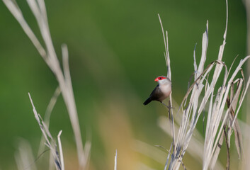 Common Waxbill bird,  Estrilda astrild, perched in the tall grass in a field against a green...