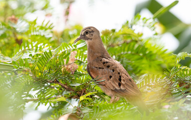 A young and molting Ruddy Ground Dove, Columbina talpacoti, perched in a tree in a garden.