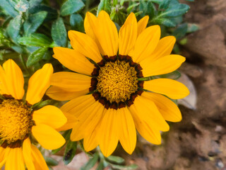 Close up shot of yellow treasure flower in the garden