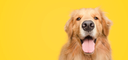 happy adult golden retriever dog smiling on isolated yellow background - obrazy, fototapety, plakaty