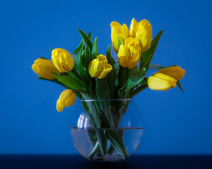 Bouquet of yellow tulips in a round glass vase on a blue background