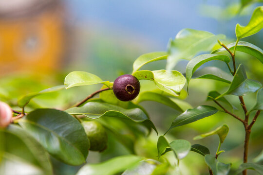 fruit known as arrack, in a garden in Rio de Janeiro.