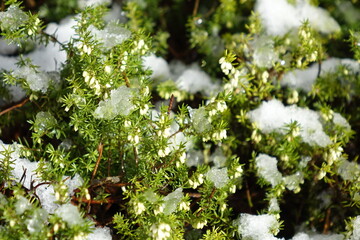 Close-up of green heath under wet snow, concept: winter, cold, cover, melt, spring, new life (horizontal), Dahlbruch, NRW, Germany