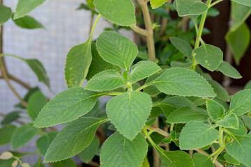 boldo leaves in a Copacabana garden in Rio de Janeiro.