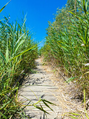 Wooden pontoon crossing a reed alley in nature in Provence in France
