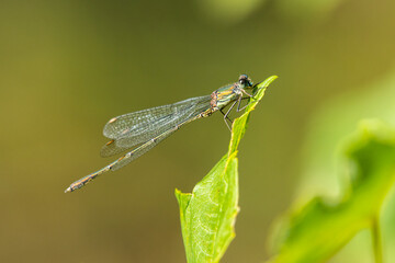 A willow emerald damselfly resting on a leaf