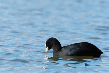 A Eurasian Coot swimming on a lake