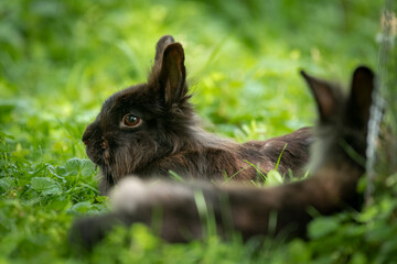 Young rabbits lying in the grass in spring © Stefan
