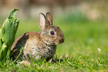 A very young rabbit sitting in the grass