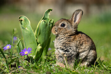 A very young rabbit sitting in the grass