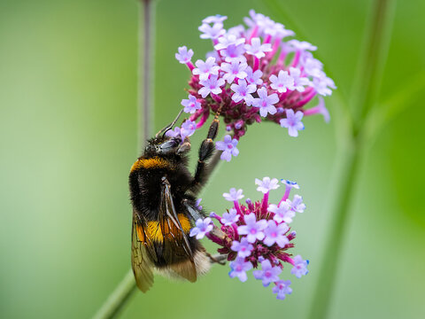 A large earth bumblebee feeding on a pretty verbena