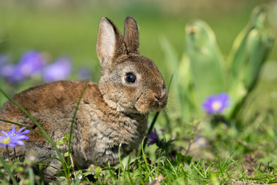 A very young rabbit sitting in the grass