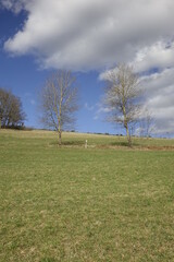 Steep hill with green meadow and empty trees, blue Siegerland winter sky, low angle view (vertical), Ruckersfeld, NRW, Germany
