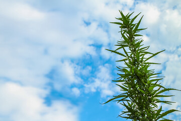 Cannabis branch with leaves against the sky with clouds. Cannabis plant used as a drug and in various traditional medicines, copy space for text