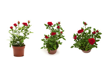 Red roses in a pot isolated on white background.