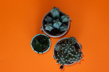 Three cactuses on orange background from above.