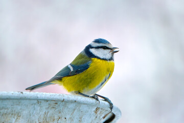 Yellow wild tit bird looking for food on cold winter day