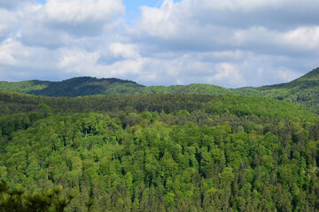 Landschaft mit hellgrünen, frischen Bäumen im Mai mit Wolken und Sonne