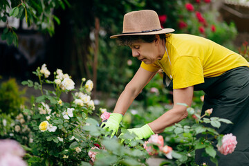 Senior woman gardener in a hat working in her yard and trimming flowers with secateurs. The concept of gardening, growing and caring for flowers and plants.
