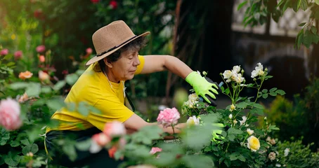 Foto op Canvas Senior woman gardener in a hat working in her yard and trimming flowers with secateurs. The concept of gardening, growing and caring for flowers and plants. © bondvit