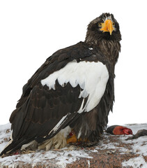 Steller's Sea-eagle (Haliaeetus pelagicus) with fish in winter