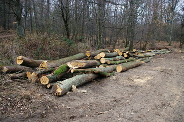 Log trunks pile, the logging timber forest wood industry, wood trunks timber harvesting in forest. Environmental damage, ecological issues, wood, deforestation, alternative energy, lumber industry.