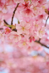 桜咲く、季節が進む