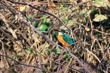 カワセミに注ぐ日差し