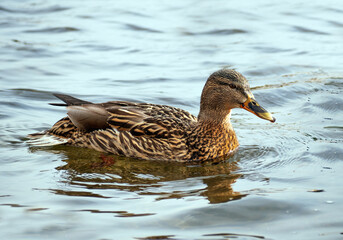 Mallard female on the water. Duck portrait