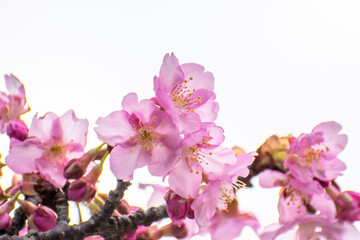 河津桜のクローズアップ　春イメージ