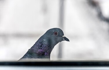 A pigeon sits on the ledge and looks out the window
