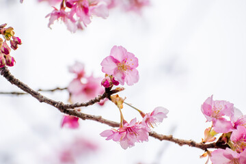 河津桜のクローズアップ　春イメージ