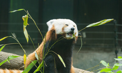 Red panda bear (Ailurus fulgens) sits and eats bamboo leaves. Close-up portrait of cute fluffy bear...