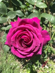 Pinke Rose