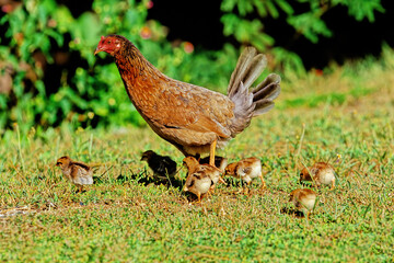 Chicken