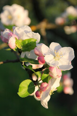 Apple blossoms in spring