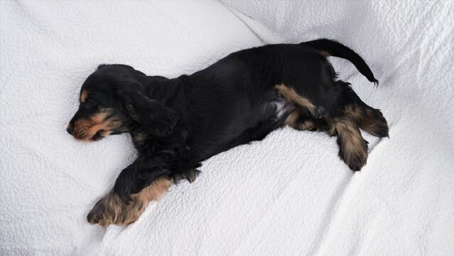 The little puppy is sleeping. A puppy of a black cocker spaniel on a plaid falls asleep. Soft light background and dog head close up. High quality 4k footage
