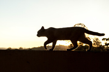 Cat on the fence with sky in the background. Cat concept. Pet concept..