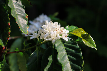 fragrant white coffee flowers blooming with white flowers close-up organic coffee plantation