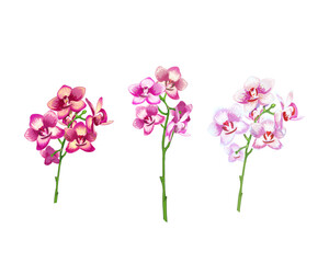 Fototapeta na wymiar 152_orchid_vector realistic illustration of orchid flowers, set of peduncles, pink tropical design elements for perfumery, cosmetics, personal care products,