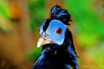 Crested fireback