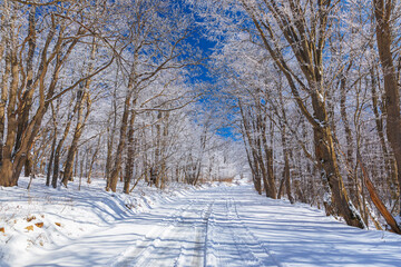 Road covered with snow through the forest