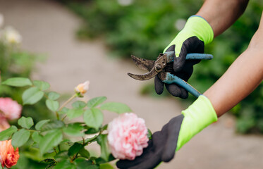 Gardener woman working in her yard. The concept of gardening, growing and caring for flowers and plants.