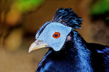 Crested fireback